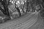Country Lane Black and White
