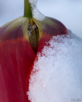 Red Tulip Snow