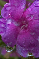 Purple Flower Raindrops