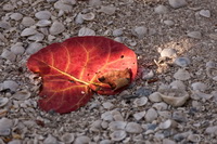 Red Leave and Shells