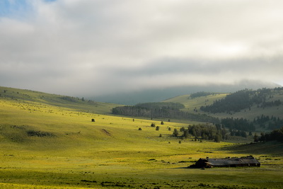 Early Morning Pasture