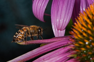 Bee on Flower