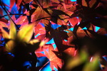 Leaves with no Sun