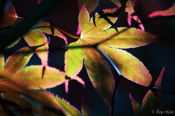 Transparent Leaves