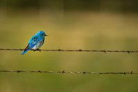 Mountain Blue Bird
