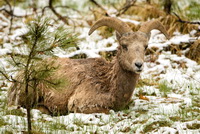 Mountain Goat