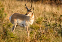 Pronghorn