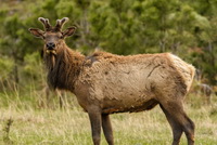 Elk