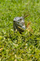 Iguana