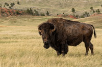 Bison