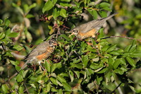 Robins and Berries