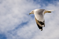 Gull
