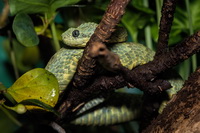 Green Viper