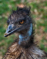 Bad Hair Day