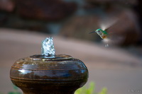 Hummingbird Approach