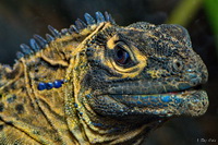Unhappy Lizard