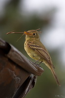 Nest Building