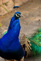 Strutting My Stuff