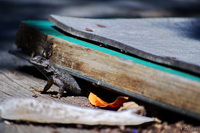 Wizard Sill Lizard
