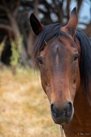 Horse Face