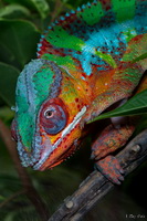 Chameleon
