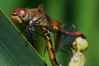 Happy Dragon Fly
