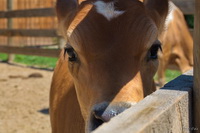 Curious Calf