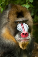 Baboon Face
