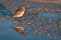 Sandpiper on the Beach