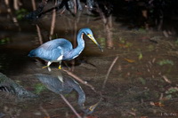 Tricolored Heron
