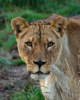 Lion Stare