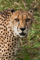 Cheetah Stare