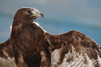 Eagle in the Sun