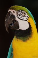 Parrot Portrait