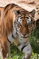 On the Prowl