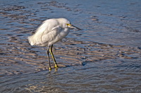 Snowy Egret