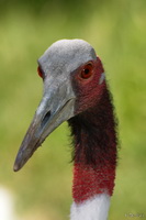 Crane Portrait