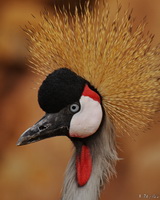 African Crowned Crane