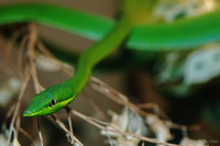 Green Pit Viper
