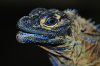Lizard Profile