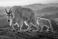 Mountain Goats