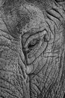Elephant Eye
