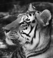 Tiger Profile