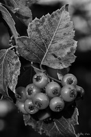 Leaves and Berries