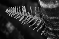 Plant Fingers