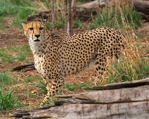 Animals