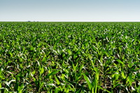 Corn