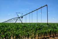 Water the Field