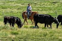 Herding Cows