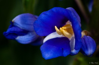 Blue White and Yellow